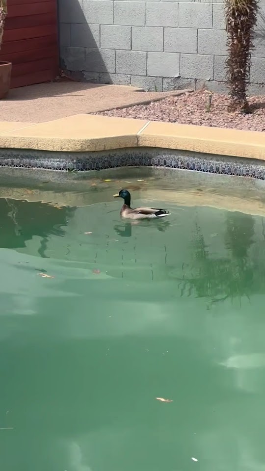 Desert Island Pools project